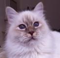 Lilac tabby point tienertje #catterycyliyana